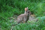 mini lepre piccola,immagine mini lepre sul prato,piccolo di mini lepre,coniglio in fattoria didattica
