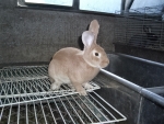 coniglio nella conigliera della fattoria didattica,coniglio con piccoli coniglietti,mamma coniglia allatta i coniglietti senza pelo