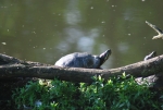 tartaruga acquatica in fattoria,tartaruga dalle orecchie rosse acquatica educazione ambientale sugli animali non autoctoni e pericolosi per l'ambiente in fattoria