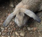 foto animali della fattoria.fattorie didattiche:coniglio-il coniglio ha delle orecchie lunghissime.Latte fresco appena munto latte Italiano,didattica per bambini in fattoria,disegni da colorare per bambini di animali in fattoria didattica